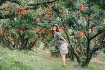 Lục Ngạn mùa vải chín đỏ rực hút chân du khách dịp hè