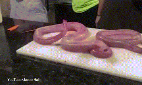 Rung minh ran tan cong nguoi khi bi cat dau, lot da