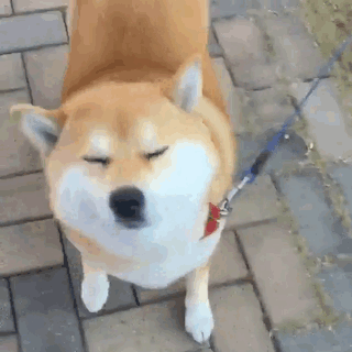 Shiba có thể có màu đỏ, đen và nâu, hoặc màu vừng (màu đỏ với những sợi ngã sang đen), với một lớp lông lót màu kem, màu da bò, hoặc màu xám. Nó cũng có thể có màu trắng (kem), mặc dù màu này được xem là một "lỗi nghiêm trọng" bởi Hiệp hội chó giống Mỹ và không bao giờ được nuôi trong các chương trình. Ngược lại, một lớp lông màu trắng (kem) là hoàn toàn chấp nhận được theo tiêu chuẩn giống chó Anh.