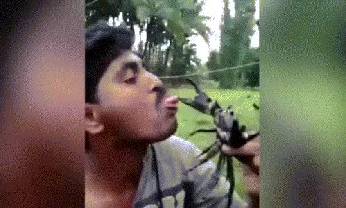 Di nhan de cang cua kep luoi trong dau don