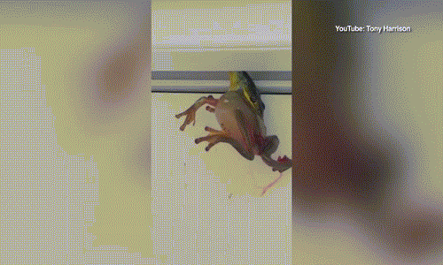 Kỳ tích ếch giãy giụa thoát chết khỏi miệng rắn Ky tich ech giay giua thoat chet khoi mieng ran