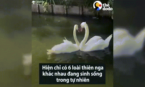 Khoảnh khắc đôi thiên nga được gặp lại nhau đốn tim biết bao nhiêu người. Loài thiên nga là loài vật xinh đẹp, biểu tượng cho tình yêu nên rất được mến mộ. Mới đây, đàn thiên nga được thả ở hồ Gươm sau đó chuyển sang hồ Thiền Quang cũng "gây bão" trên các trang báo, thu hút sự quan tâm của nhiều độc giả.