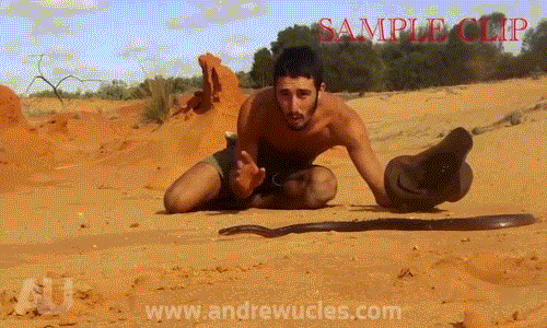 Trai trẻ giỡn mặt loài rắn độc thứ 2 thế giới Trai tre gion mat loai ran doc thu 2 the gioi