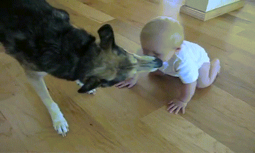 Chu cho dien cuong cuong hon cau be