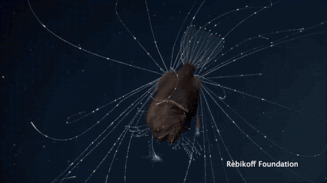 Đối với loài cá vây chân, kẻ nắm giữ nguồn sống lại chính là những con cá vây chân cái, những con cá vây chân đực lại chỉ là "kẻ ăn bám". Bạn có biết cá vây chân trống ở đâu trong bức ảnh này không? Nó chính là vật thể nho nhỏ bám rất chắc dưới bụng cá đấy.