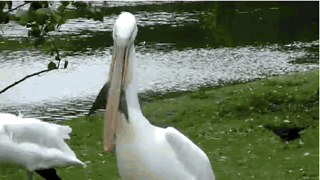 Bồ nông nuốt chửng bồ câu bé nhỏ vào trong chiếc miệng khổng lồ của nó.