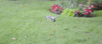 Khi đang chơi ngoài công viên, con chim bồ câu không may mắn bị chim mòng biển tấn công và ăn thịt.