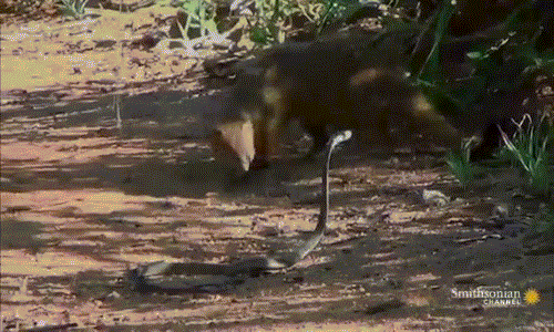 Rung minh xem chon va ran Mamba den cuc doc tu chien