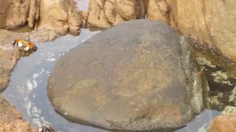 Cu nhay bat cua dang gom cua bach tuoc