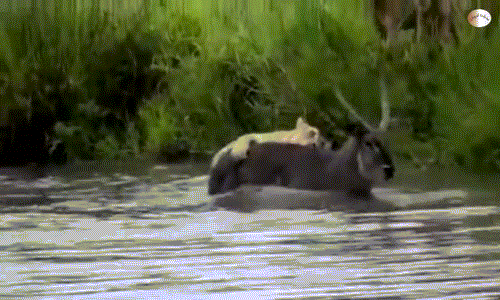 Linh duong hat vang su tu chay thoat than ngoan muc