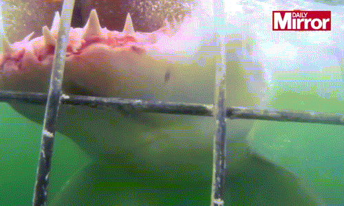 Kinh hai ca map hung du lao den tan cong nguoi