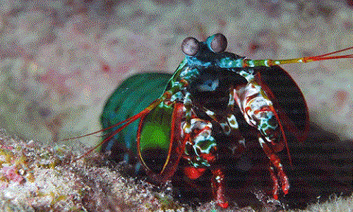 Tôm bọ ngựa - Nắm đấm thép