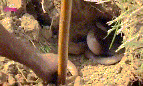 Video canh bat ran ho mang chua bang tay khong cuc doc