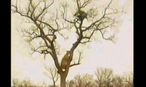 Kich liet canh bao va su tu tranh moi tren cay cao