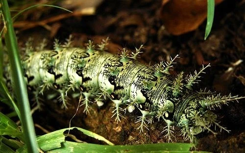 Rùng mình loài sâu róm độc nhất hành tinh, đoạt mạng trong nháy mắt