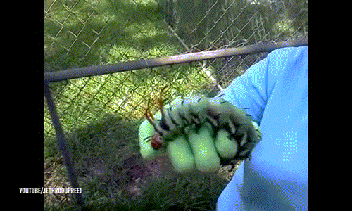 Hãi hùng sâu bướm 'quái vật' dài 15 cm Hai hung sau buom