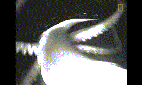 Những đoạn video về cuộc sống của loài mực ống khổng lồ gây kinh ngạc cho nhiều người.