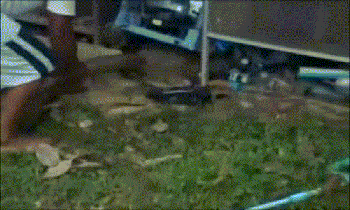 Rùng mình video bắt hổ mang chúa khổng lồ bằng tay không Rung minh video bat ho mang chua khong lo bang tay khong