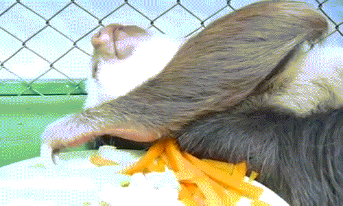 Lười Chewbacca đúng là... lười.