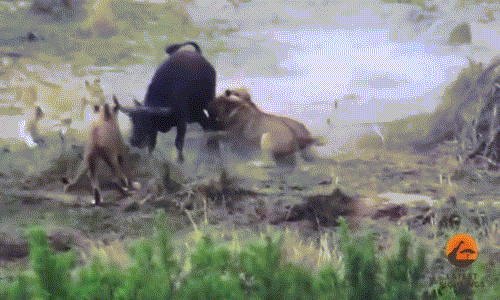 Kinh khiep xem dan su tu xau xe trau rung