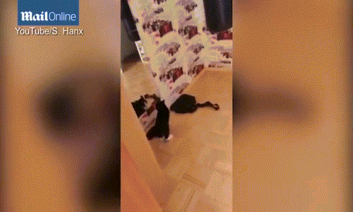 Chet cuoi xem meo tu danh minh trong guong