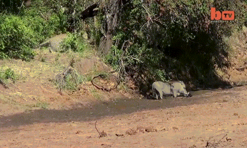 Lon nanh sung thoat chet khoi ham bao trong gang tac