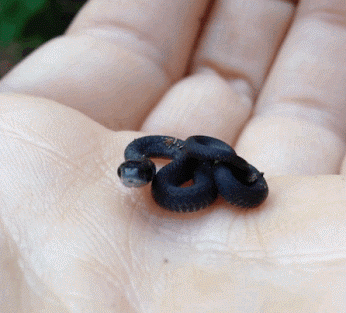 Leptotyphlops Carlae không có nọc độc, chủ yếu ăn một số loài côn trùng như mối, kiến, muỗi và các loại ấu trùng. Loài này đẻ chỉ 1 trứng/lần và trứng có kích thước lớn hơn vài lần so với cơ thể chúng. Rắn con mới nở có kích thước bằng nửa kích thước rắn mẹ. Hiện tại, Leptotyphlops Carlae đang có nguy cơ bị tuyệt chủng vì môi trường sống bị thu hẹp. Theo khảo sát, loài rắn này cần rừng nguyên sinh để tồn tại, trong khi về cơ bản Barbados không còn loại rừng này.