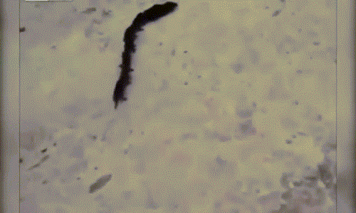 Sinh vật lạ thực ra là những con chuột con bám đuôi mẹ qua đường.