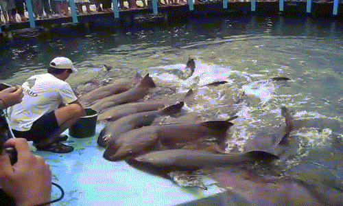 Nín thở xem cá mập xếp hàng... xin cá người nuôi Nin tho xem ca map xep hang... xin ca nguoi nuoi