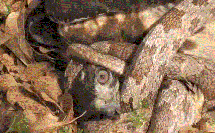 Ac dieu san ran an thit, gap con moi 