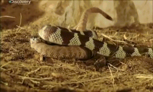 Kinh hai ran cap nong cuc doc nuot chung dong loai