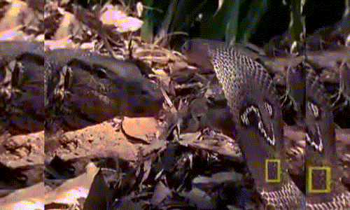 Rắn hổ mang chúa đụng mặt sát thủ thằn lằn Ran ho mang chua dung mat sat thu than lan