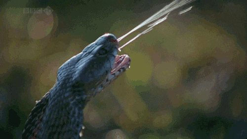 Lượng nọc độc có thể giết chết 1 con voi châu Phi trong vòng vài giờ, gây tử vong cho 20 người đàn ông trưởng thành.