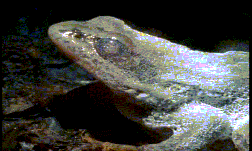 Loai ech... chet vao mua dong, song lai vao mua he