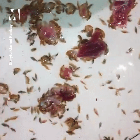 Sinh vật biển "ăn thịt người".