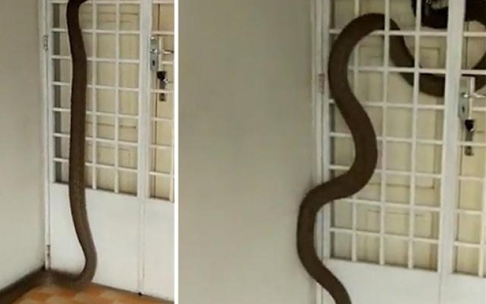 Khi chúng ăn xong thức ăn trong cống, chúng sẽ tìm đường thoát ra ngoài và đường ống là con đường dễ dàng và nhanh chóng nhất. Tuy nhiên, bạn không nên sợ hãi nếu sống trong môi trường lạnh giá, vì rắn chỉ lẻn vào nhà vệ sinh ở những nước ấm áp.
