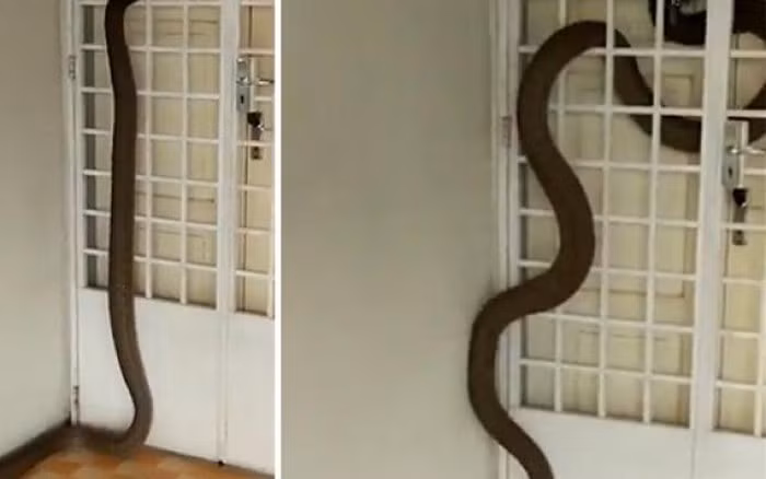 Khi chúng ăn xong thức ăn trong cống, chúng sẽ tìm đường thoát ra ngoài và đường ống là con đường dễ dàng và nhanh chóng nhất. Tuy nhiên, bạn không nên sợ hãi nếu sống trong môi trường lạnh giá, vì rắn chỉ lẻn vào nhà vệ sinh ở những nước ấm áp.