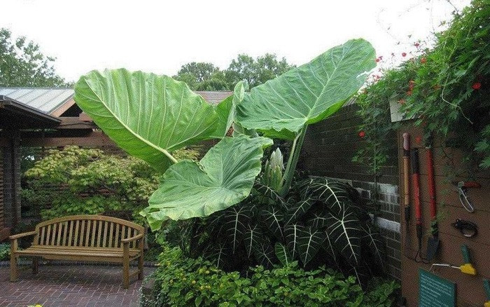 br/> Trong phong thủy, đặc biệt đề cao những cây cảnh có lá to, rộng, xanh tốt, giàu sức sống. Theo phong thủy, cây cảnh trong nhà càng vượng thì điều kiện môi trường càng tốt, lá cây xanh càng to thì gia đình càng thịnh vượng, làm ăn phát đạt, tài lộc, sức khỏe đều dồi dào.