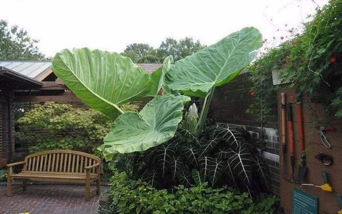 br/> Trong phong thủy, đặc biệt đề cao những cây cảnh có lá to, rộng, xanh tốt, giàu sức sống. Theo phong thủy, cây cảnh trong nhà càng vượng thì điều kiện môi trường càng tốt, lá cây xanh càng to thì gia đình càng thịnh vượng, làm ăn phát đạt, tài lộc, sức khỏe đều dồi dào.