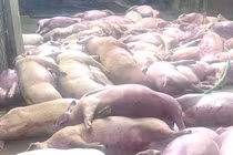Đàn lợn sắp xuất chuồng bị điện giật chết gây thiệt hại lớn