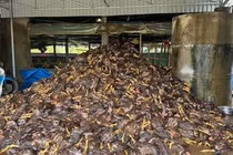 Gà chết hàng loạt, nhiều chủ trại ở Nghệ An trắng tay sau bão số 10