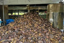 Gà chết hàng loạt, nhiều chủ trại ở Nghệ An trắng tay sau bão số 10