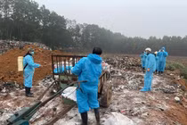 Dịch tả lợn Châu Phi diễn biến phức tạp ở Thanh Hóa