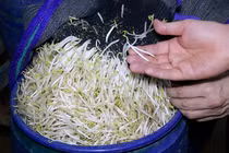 Kẻ mua "nước kẹo" làm giá đỗ ở Nghệ An lĩnh án 22 tháng tù 