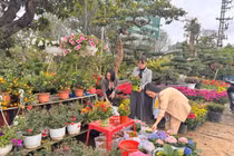 Rực rỡ làng hoa Nghi Ân ươm sắc xuân cho ngày Tết