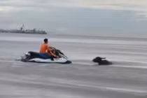 Giải cứu thành công đàn trâu bị nước lũ cuốn trôi ra biển Cửa Lò