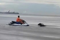 Giải cứu thành công đàn trâu bị nước lũ cuốn trôi ra biển Cửa Lò