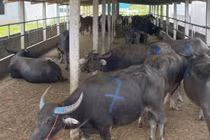 Bắt giữ xe tải chở 48 con trâu, bò không rõ nguồn gốc ở Nghệ An