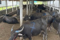 Bắt giữ xe tải chở 48 con trâu, bò không rõ nguồn gốc ở Nghệ An