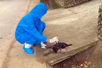 Chó hoang mắc bệnh dại cắn 5 người bị thương ở Đà Nẵng